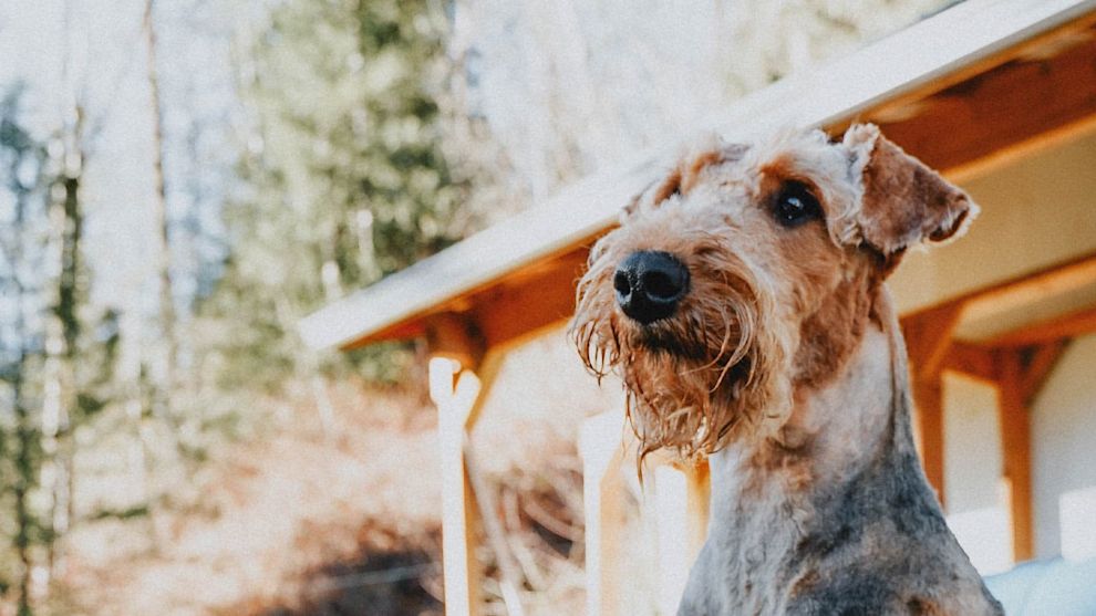 Airedale Terrier looking into distance in front of cottage