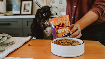 NF - Blog Header - Black White dog next to food bowl of peas and dog food