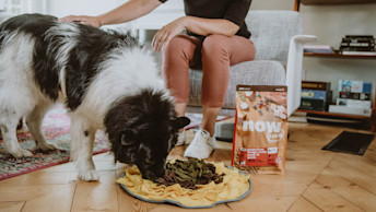 Black and white dog eating kibble from snuffle mat