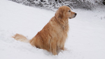 Emma the Golden Retriever sitting in the snow