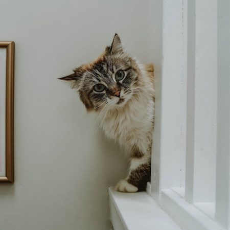 Ragdoll cat peeking around corner