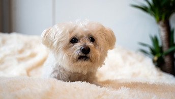 Senior dog looking over blanket