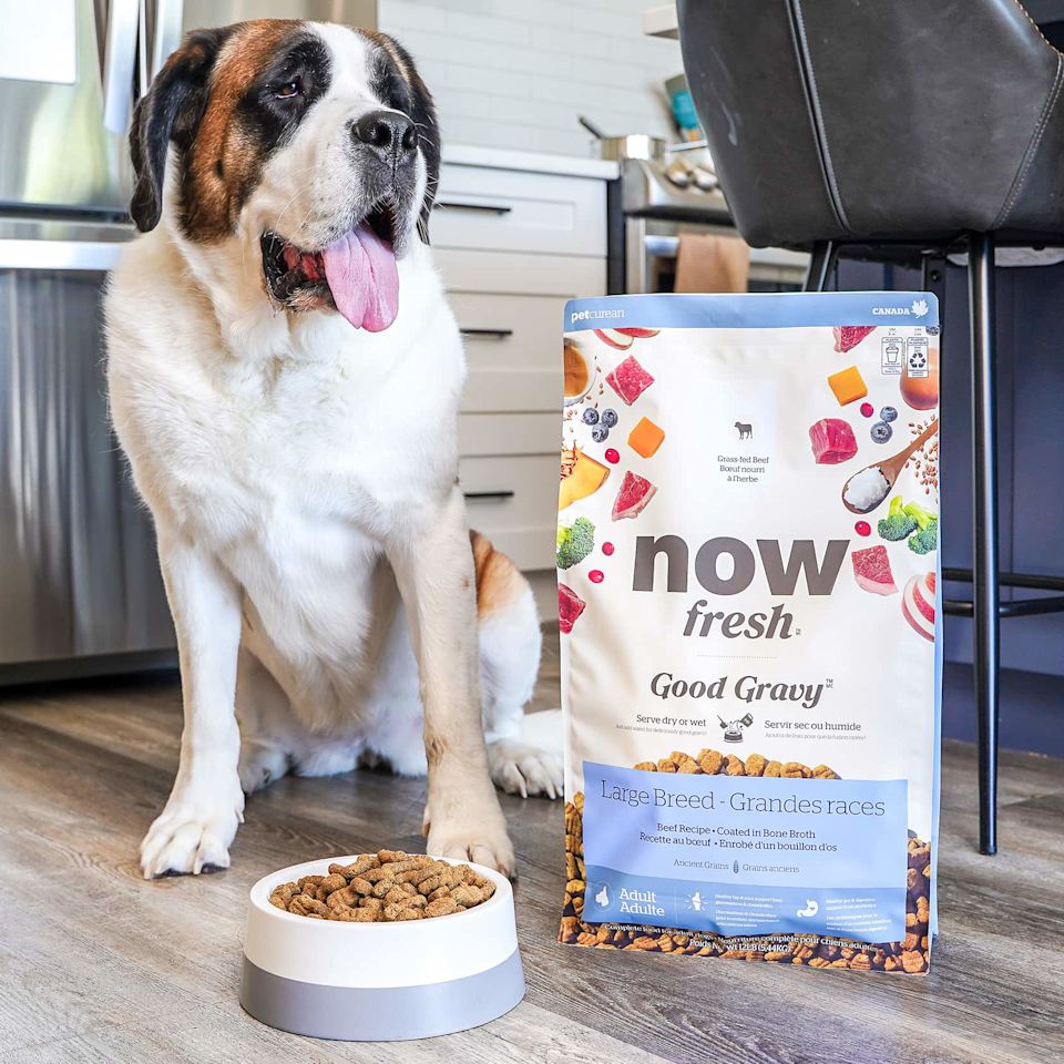 Saint Bernard dog with bag of Now Fresh Good Gravy large breed kibble