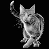 GO-SOLUTIONS-Product-Pet-Image-Cat-Chatty-Catty