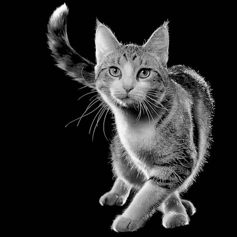 Black and white cat