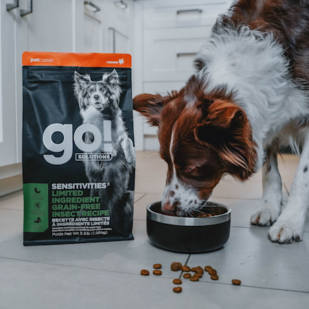 Border Collie dog eating Go! kibble