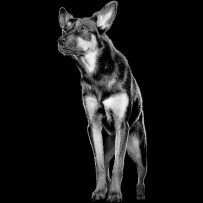 Black and white dog standing with ears up