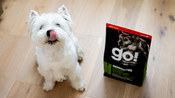 Westie dog licking its lips with bag of Go! Solutions kibble