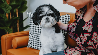 Shih Tzu dog on couch looking at camera