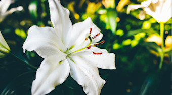 Lilies