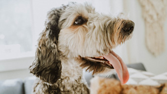 NF - Blog Image - Body Language, Dog Behaviour
