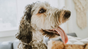 Curly haired dog up close