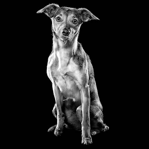 Dog sitting looking at camera