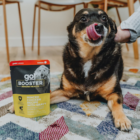 Dog with Go! Booster Immune Health Chicken recipe dog food topper