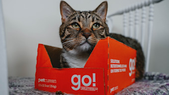 Cat sitting in cardboard tray