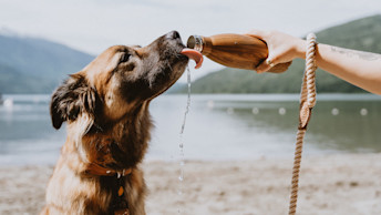 Dog drinking water from water bottle