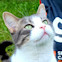 Cat looking up
