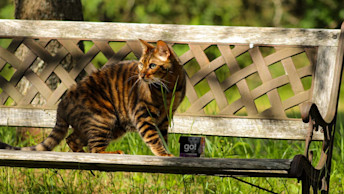 Bengal cat on bench in park next to GO! Tetra Pak carton