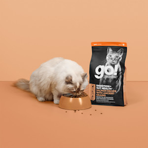 Long haired cat eating GO! SOLUTIONS DIGESTION + GUT HEALTH kibble