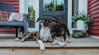 Boxer and French Bulldog on front porch
