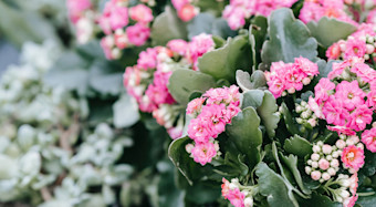 Kalanchoe