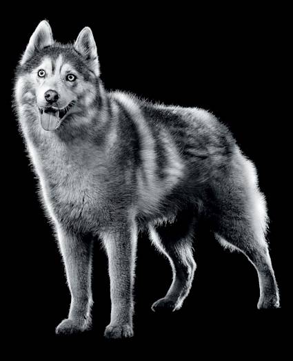 Black and white husky standing with tongue out
