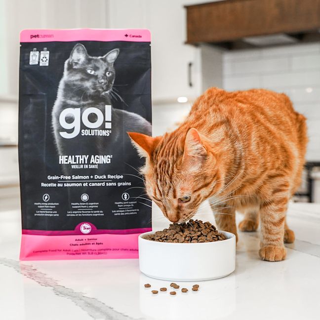 Orange tabby cat on counter eating Go! Solutions Healthy Aging kibble