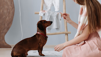 Girl giving wiener dog a treat