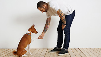 Man shaking a paw with Basenji dog