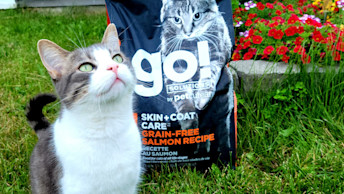 Small cat in backyard looking at camera with salmon kibble bag behind them