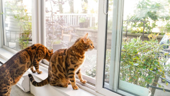 Two Bengal cats sitting on window sill looking outside