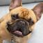 French bulldog smiling