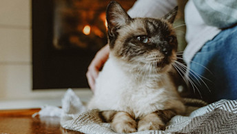 Ragdoll cat laying in front of the fireplace with owner