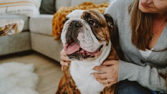 English Bulldog being cuddled by owner