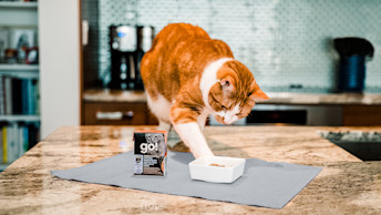 GO-SOLUTIONS-ginger-cat-standing-on-counter-with-SENSITIVITIES-LID-Pollock-Pate-Tetra-Pak