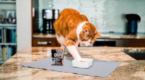 Cat on kitchen counter pawing at a bowl of GO! SOLUTIONS SENSITIVITIES Limited Ingredient Grain-Free Pollock Pâté