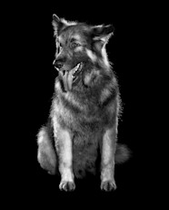 Black and white dog sitting