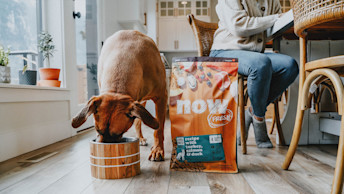 NF - Blog - Dog eating NOW FRESH Large Breed Kibble