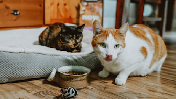 Two cats with bowl of kibble