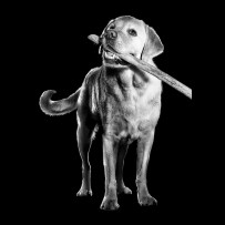Labrador Retriever with stick