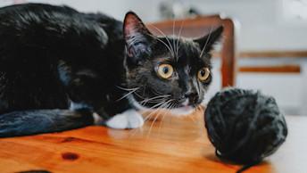 Black and white cat playing with ball of yarn