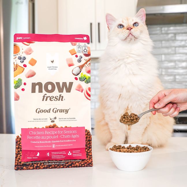 Senior cat beside bag of Now Fresh Good Gravy Chicken kibble