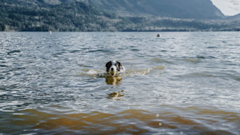 Border Collie dog swimming in lake with ball in mouth
