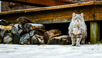 Grey cat outside in front of wood porch