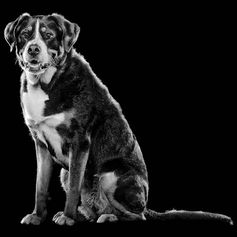 Sitting dog smiling at camera