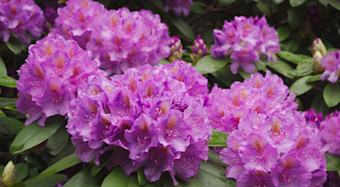 Rhododendrons