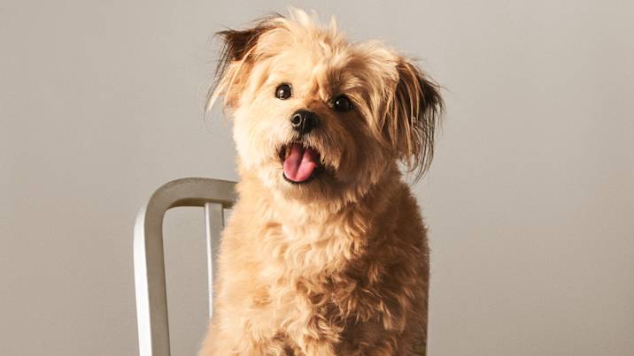 Shaggy dog on chair