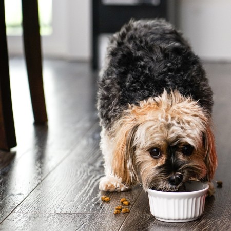 Small breed dog eating kibble from dish