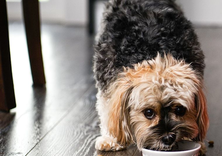 Small breed dog eating kibble from dish