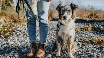 Blue Heeler eating from bowl behind GO! SOLUTIONS kibble and wet food for dogs